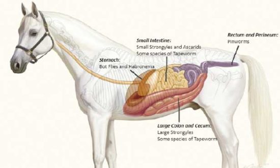 The truth about worms in horses